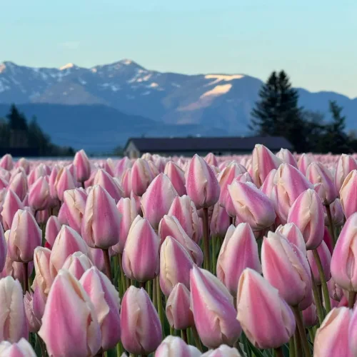 Photo of tulips from Connect Media (Harrison Tulip Festival).