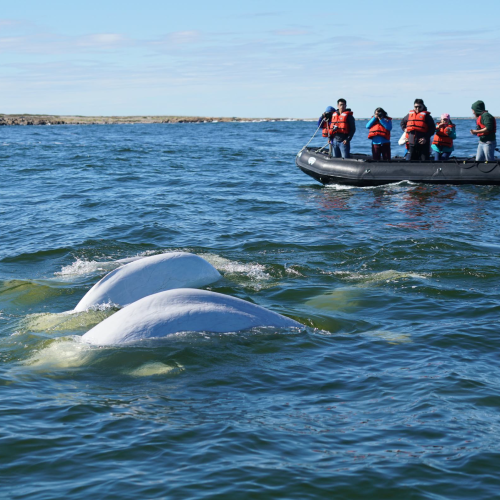 Zodiac belugas. Photo credit Zhang Yongpeng/ Frontiers North Adventures.