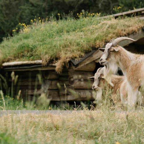 Goat at Coombs Market. Photo credit: Coombs Market.
