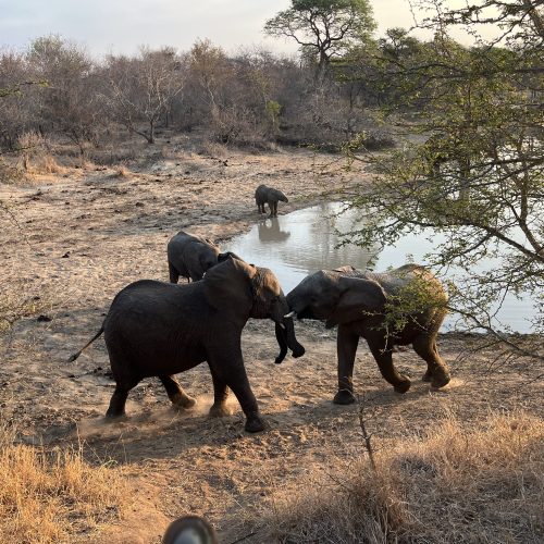 Photo of elephants at the Kapama Private Game Reserved. Photo by tour director Marion.