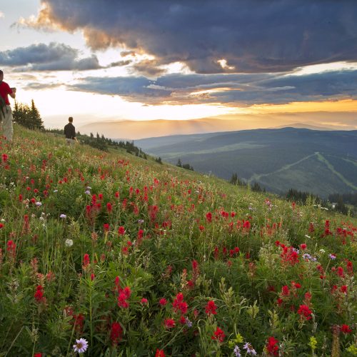 View of alpine meadow. Photo credit Sun Peaks Resort.